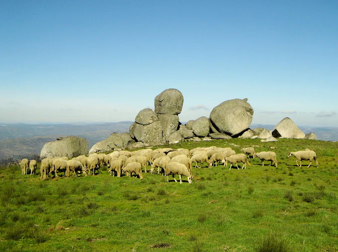 Serra da Estrela DOP Sheep Cheese | Arais - Image 3